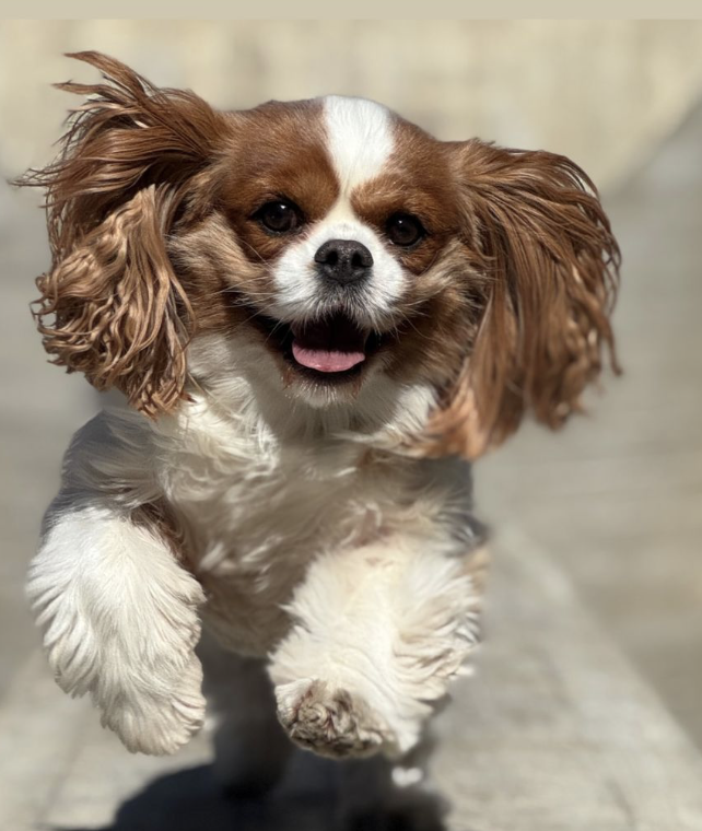 Before - Pets deserve a special place in our hearts